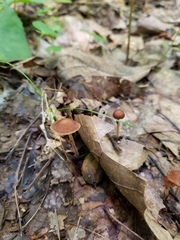 Collybiopsis biformis