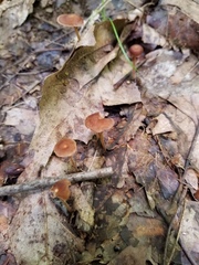 Collybiopsis biformis