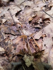 Collybiopsis biformis