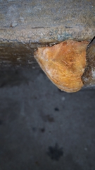 Fungi