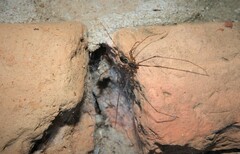 Scytodes globula