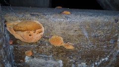 Fungi