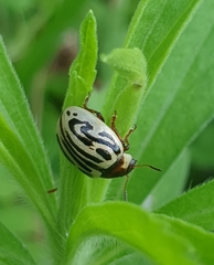 Zygogramma bicolorata