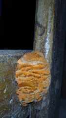 Fungi