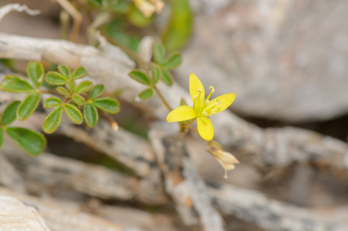Cleome brachycarpa (Cleome brachycarpa)