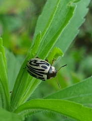 Zygogramma bicolorata