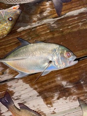 Caranx lugubris