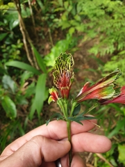 Alstroemeria psittacina