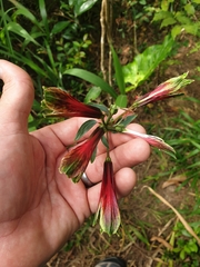 Alstroemeria psittacina
