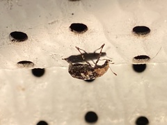 Euparius paganus