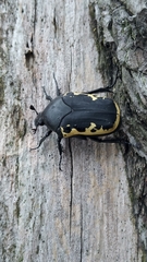 Gymnetis pudibunda