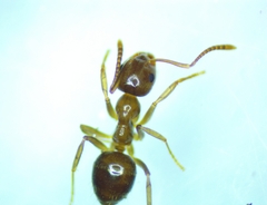 Prolasius advena