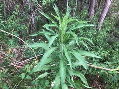 Erigeron sumatrensis