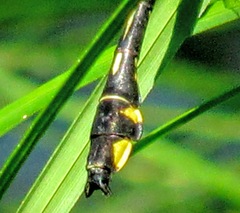 Gomphurus lineatifrons