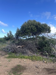 Capparis odoratissima