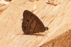 Hermeuptychia pimpla