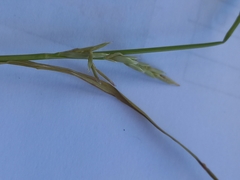 Thinopyrum intermedium