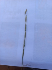 Thinopyrum intermedium