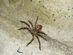 Polybetes pythagoricus