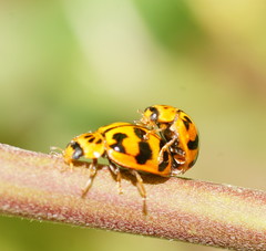 Harmonia octomaculata