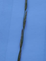 Thinopyrum intermedium