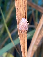Carpocorini