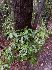 Kalmia latifolia