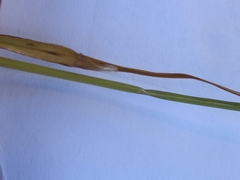 Thinopyrum intermedium