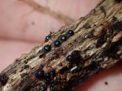Rosellinia