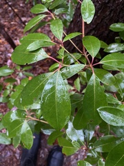 Kalmia latifolia