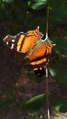 Hypanartia bella