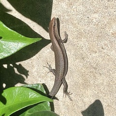 Lampropholis