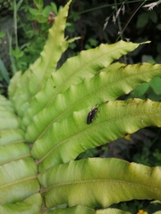 Pyractonema
