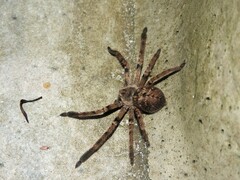 Polybetes pythagoricus