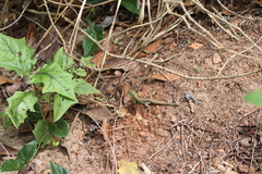 Cnemidophorus lemniscatus