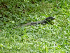 Ameiva atrigularis