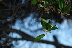 Capparis odoratissima