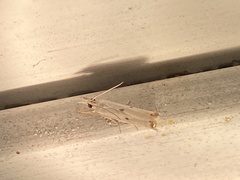 Microcrambus biguttellus