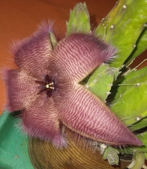 Stapelia grandiflora