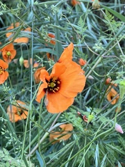 Papaver heterophyllum