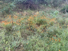 Papaver heterophyllum
