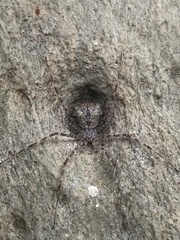 Tamopsis