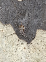 Tamopsis