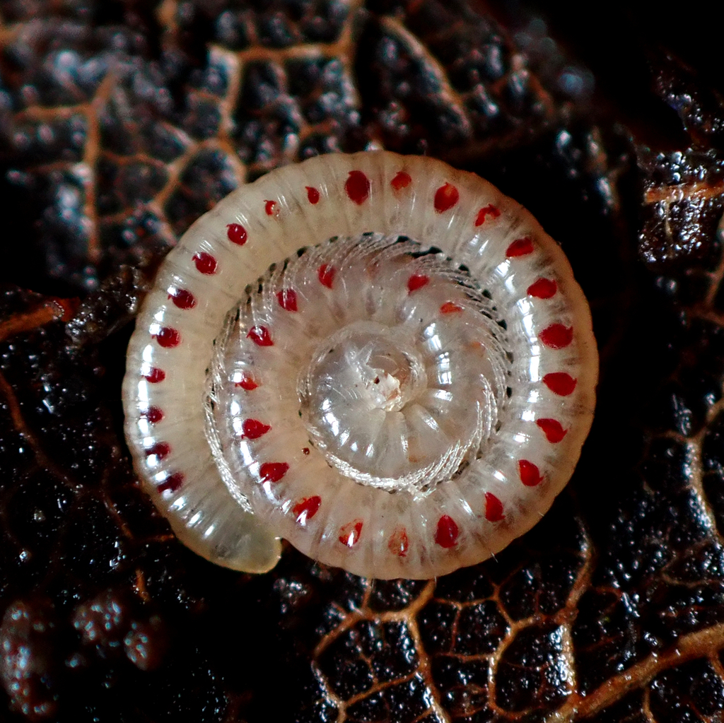 Blaniuloidea