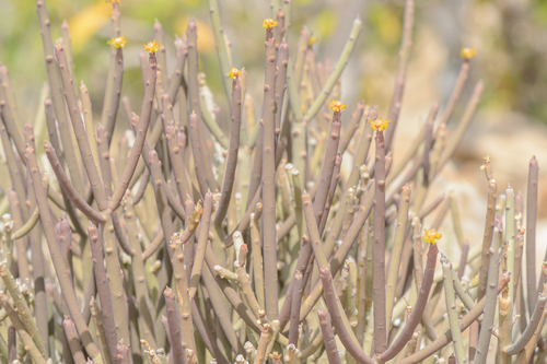 Euphorbia schimperi image