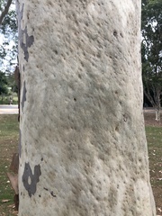 Tamopsis