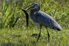 Lepisosteus platyrhincus