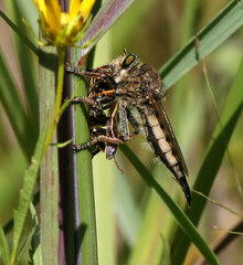 Promachus vertebratus