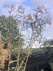Baccharis salicifolia