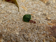 Acromyrmex octospinosus
